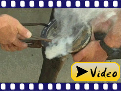 Video Hufbeschlag